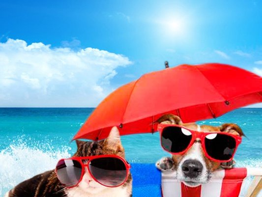 Vacaciones y Mascota Hotel Magic Aqua™ Rock Gardens Benidorm Vacaciones y Mascota Hotel Magic Aqua™ Rock Gardens Benidorm